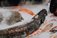 Kaboompics - Fresh Red and Silver Fish Display on Ice