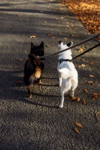 Kaboompics - Two Small Dogs Walking on Leashes Along an Autumn Forest Road