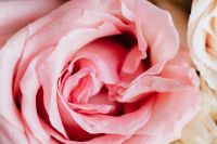 Kaboompics - Open Blush Rose Center in Macro, Romantic Floral Wallpaper for Beauty and Stationery