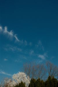 Kaboompics - Wispy Clouds over Spring Tree Canopy with Copy Space