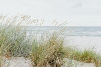 Kaboompics - Coastal Beach Grass by the Baltic Sea