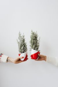 Kaboompics - Two Hands Presenting Mini Cypress Trees Wrapped in Red Paper, Winter Holiday Greenery
