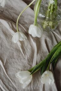 Kaboompics - Close Crop of Two Drooping White Tulips with Glass Vase and Green Stems