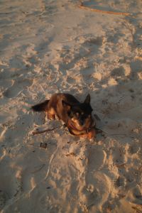 Kaboompics - Brown Dog Lying on Sandy Beach in Golden Hour Light