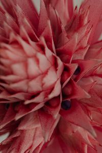 Kaboompics - Pink Flower Center on Aechmea Fasciata