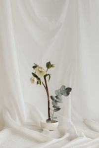 Kaboompics - White Ceramic Vase with Botanical Stems on Draped Fabric