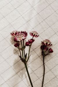 Burgundy and White Masterwort Flowers for Floral Design, Botanical Backgrounds and Print Layouts