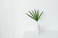 Kaboompics - Single Palm Frond in a Sculptural White Vase with Copy Space