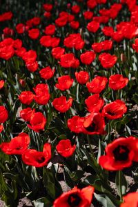 Kaboompics - Clustered Red Tulips with Layered Petal Forms