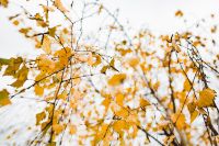 Kaboompics - Autumn Details