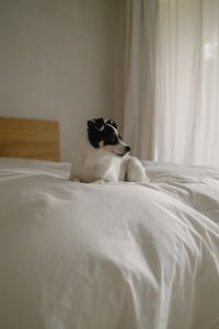 Kaboompics - Close-Up of a Relaxed Dog on a Bed