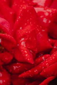 Kaboompics - Abstract Red Flower Petals Covered with Water Drops