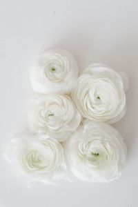 Kaboompics - White Ranunculus Bouquet on Soft Beige Surface, Vertical Floral Still Life