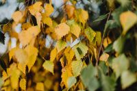Kaboompics - Birch Leaves in Warm Golden Fall Colors