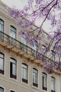 Kaboompics - Vertical Lisbon Facade and Wrought Iron Balconies beneath Jacaranda Blossoms