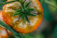 Kaboompics - Extreme Close-Up of a Tomato Stem and Fuzzy Green Sepals