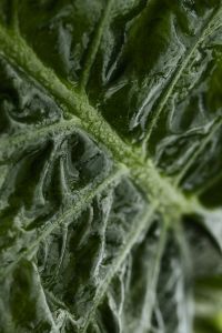 Kaboompics - Close-Up Alocasia Leaf Pattern