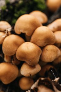 Kaboompics - Soft-Focus Tan Mushroom Caps in a Woodland Cluster