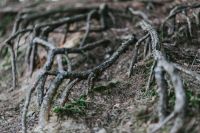 Kaboompics - Twisting Tree Roots Across a Mossy Forest Floor