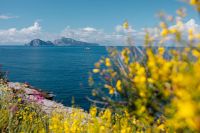 Kaboompics - Soft Focus Genista Radiata Flowers with Blue Sea Background