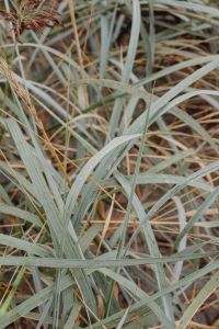 Sea Grasses Blowing In Breeze - Backgrounds