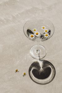 Kaboompics - Daisies Floating in Glass Coupe with Soft Shadow