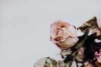 Kaboompics - Dried pink roses