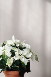 Kaboompics - White Poinsettia on Wooden Cake Stand