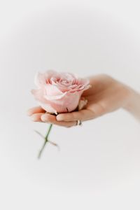 Holding a pink rose