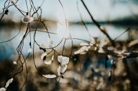 Kaboompics - Close-ups of snowy trees