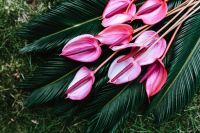 Kaboompics - Pink Anthurium Flowers Across Sago Palm Fronds in a Tropical Garden