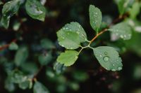 Kaboompics - Raindrops Beading on Broad Green Garden Leaves