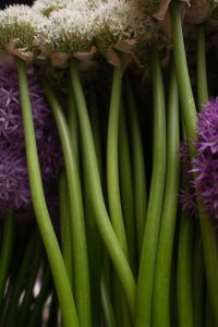 Kaboompics - Allium Flower Stems Viewed from Below in a Florist Bucket