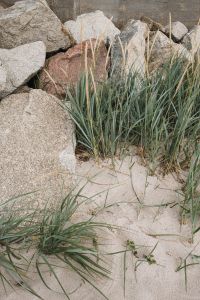 Kaboompics - Dune Grass Growing Among Coastal Rocks