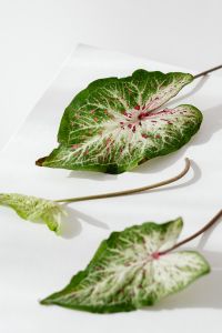 Kaboompics - Close-Up Caladium Leaves with Pink Veins and Green Edges