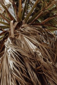 Kaboompics - Dried Palm Leaves and Trunk Texture