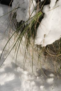 Kaboompics - Snow-Covered Ornamental Grass Detail