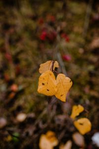 Kaboompics - Yellow leaves in the forest