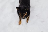 Kaboompics - Black and Tan Dog Standing in Fresh Snow