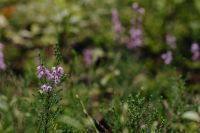 Kaboompics - Purple Wildflowers Blooming in a Green Meadow