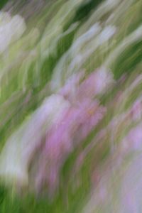 Kaboompics - White Flowers and Green Foliage with Soft Motion Blur