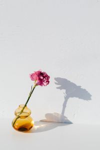 Kaboompics - Pink Carnation in an Amber Glass Vase Against Textured White Plaster