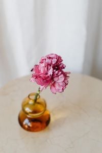 Kaboompics - Close-Up Pink Carnation in Amber Glass Vase