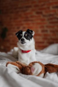 Kaboompics - Black and White Puppy Peeking over the Bed beneath a Textured Brick Wall, Vertical Copy Space