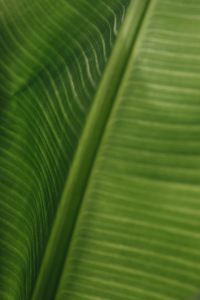 Kaboompics - Banana Green Leaf Backgrounds