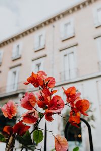Kaboompics - Orange Flowering Branch against a Pale Building
