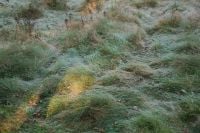 Kaboompics - Dew Covered Grass in a Quiet Autumn Meadow