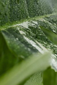 Kaboompics - White and Green Monstera Variegata Leaf Background