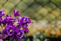 Kaboompics - Beautiful dark purple wild Aquilegia vulgaris flowers