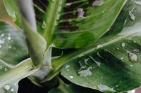 Kaboompics - Tropical Green Leaves with Raindrops Nature Background